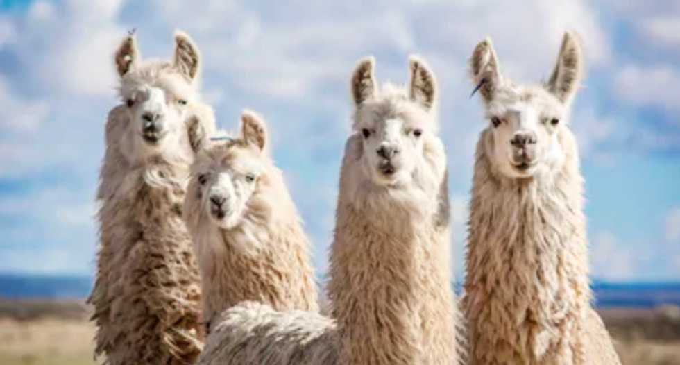 Here's why llamas are being enlisted to fight coronavirus
