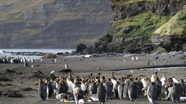 Researchers: Cooler climate helped penguins' march through evolution