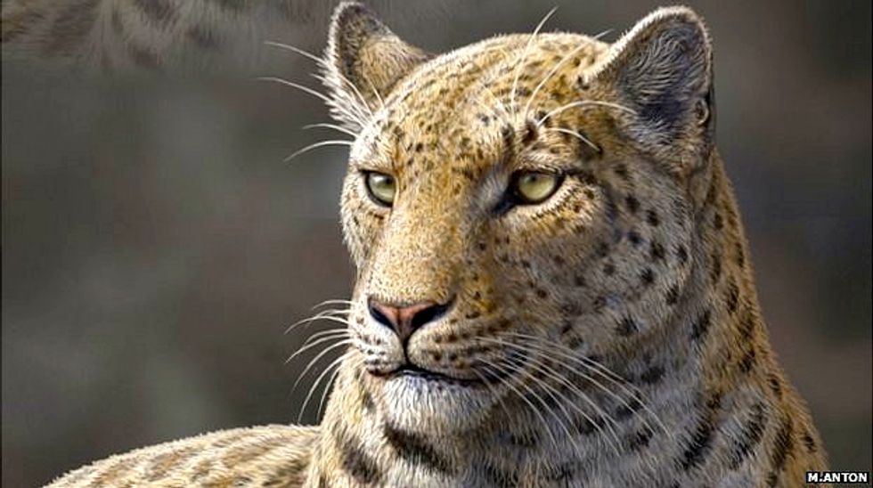Big cats' oldest ancestor Panthera blytheae discovered in Tibetan Himalayas