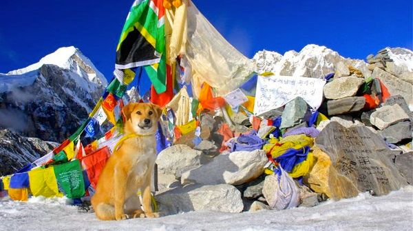 U.S. climbers back on Mount Everest after avalanche disaster