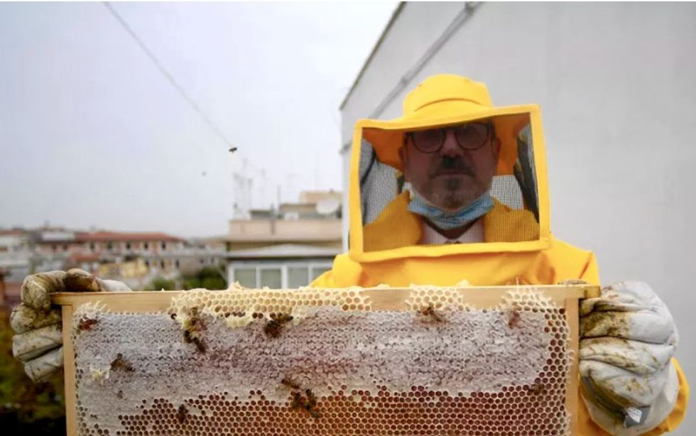 Honey bees thrive in locked-down Rome