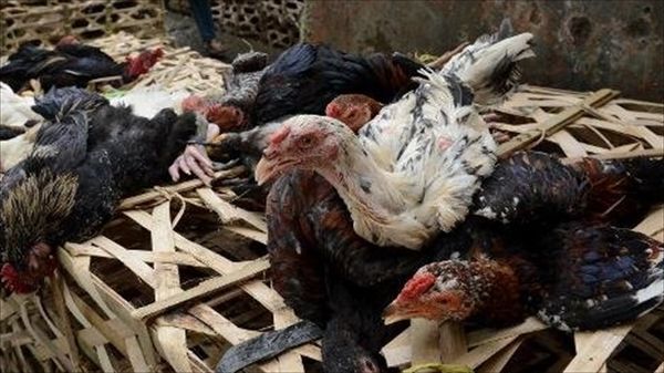 Indonesia reports 163rd death from H1N1 virus