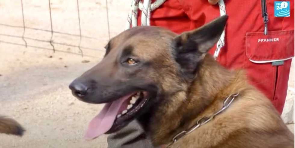 Training dogs to sniff out Covid-19