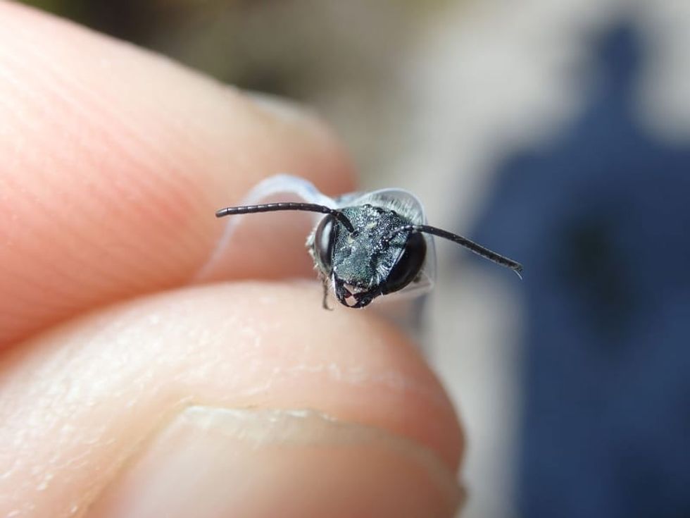 Bee species rediscovered after scientists thought it may no longer exist