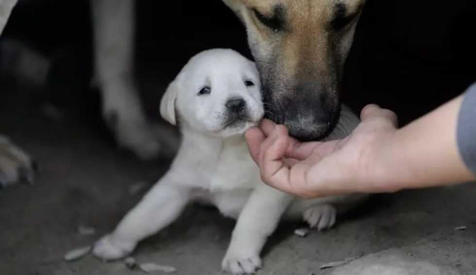 Puppy scammers target lonely Aussies during lockdown