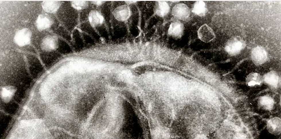 Designer viruses could be the new antibiotics