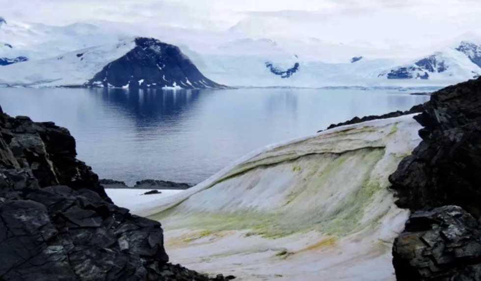 Climate change is turning Antarctica green, study finds