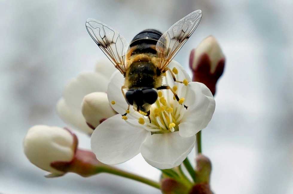 Unsung heroes? How hoverflies play key pollination role