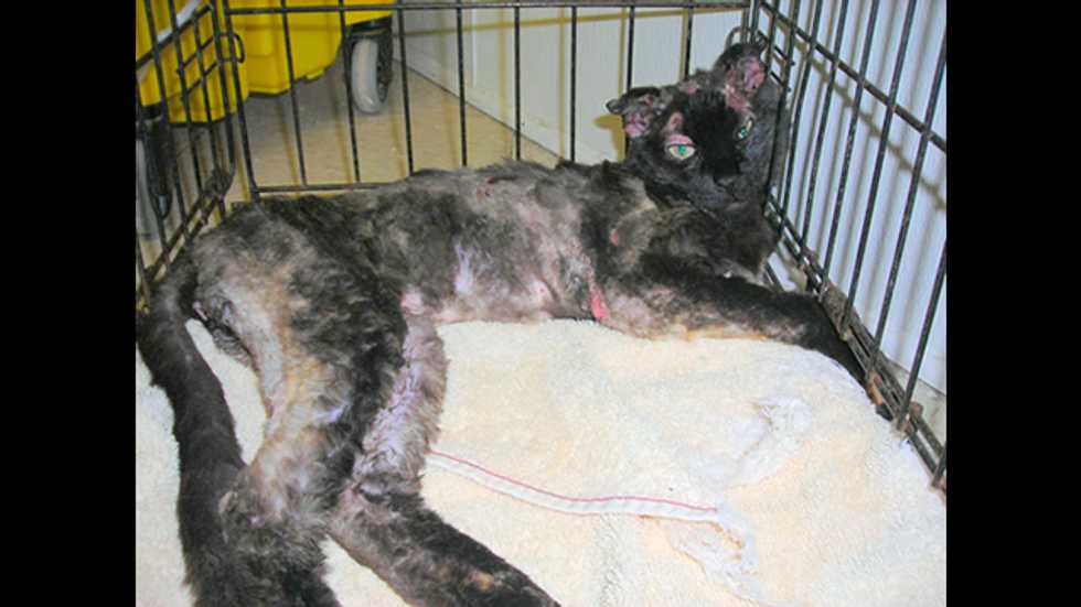 South Carolina 16-year-old may face charges for throwing cat into fire