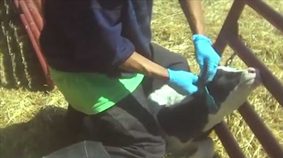 Animal rights activist charged with abuse after exposing cattle company's cruelty