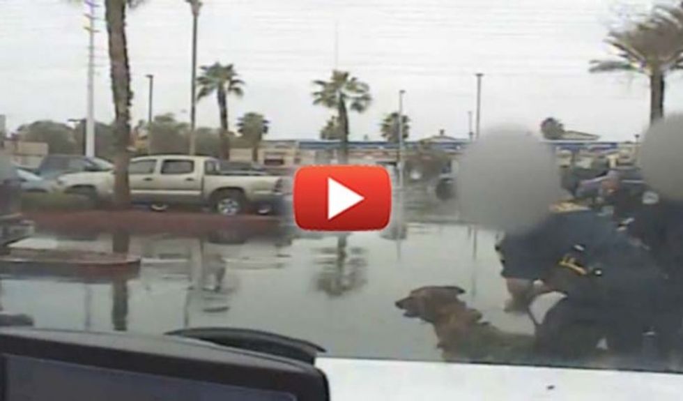 Horrifying video shows cops sic K-9 on infant daughter of a man they mistook for a suspect