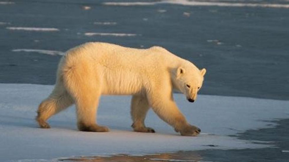 Toxic mercury levels are actually declining in Alaskan polar bears—but that's not as great as it sounds