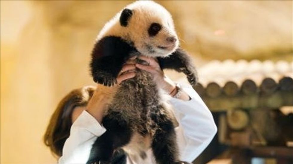 WWF -- world's largest conservation group -- accused of 'selling its soul' to corporations