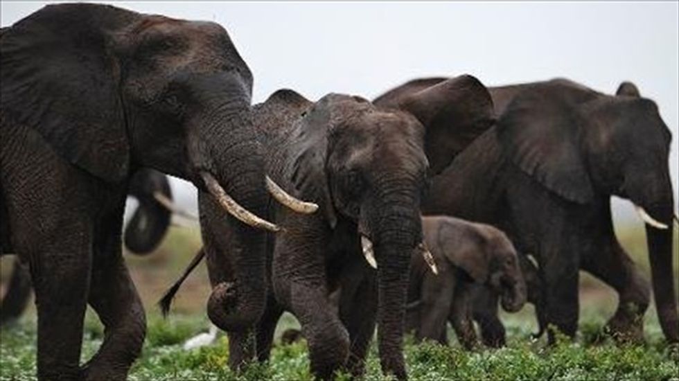 Elephant advocates sue Trump administration on trophy hunting