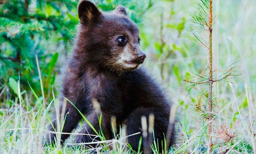 With nation focused on pandemic, Trump Interior Dept. to greenlight killing of bear cubs and wolf pups in their dens