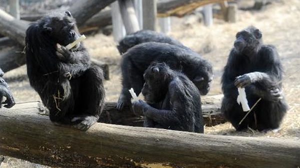 Judges 'will not entertain' legal bid seeking personhood for chimpanzees