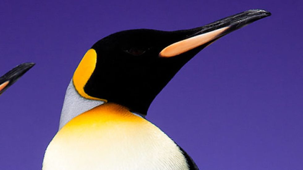 Singapore libraries to destroy copies of gay penguin book