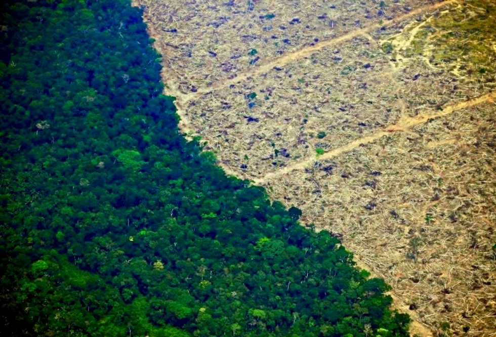 Football pitch of rainforest destroyed every six seconds: study