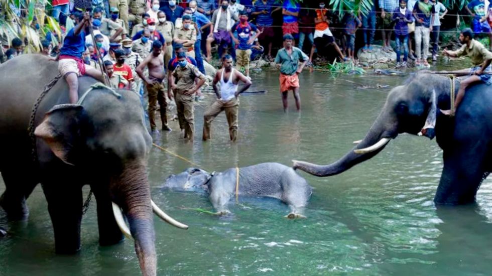 Pregnant elephant dies in India after eating explosive fruit trap