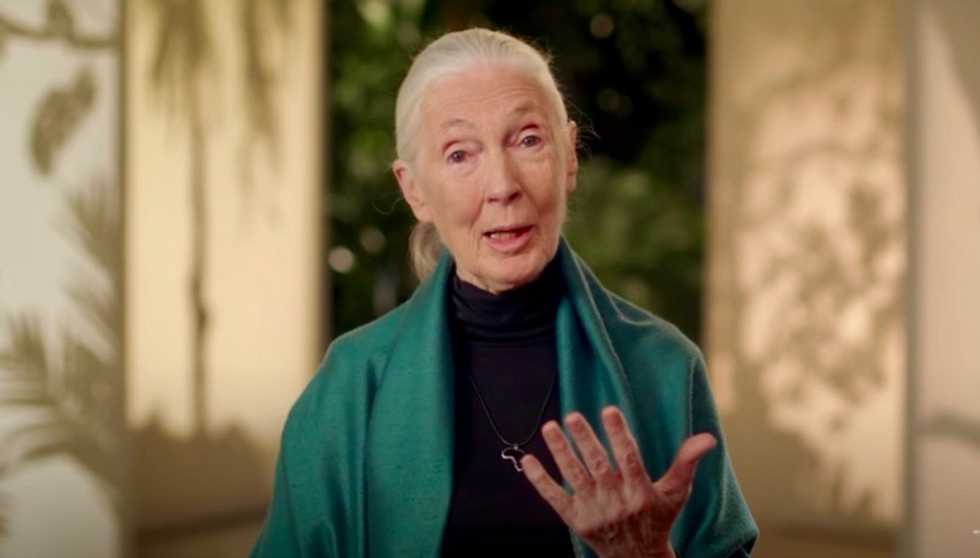 Jane Goodall warns humanity will be 'finished' after COVID-19 without ending 'absolute disrespect for animals and the environment'