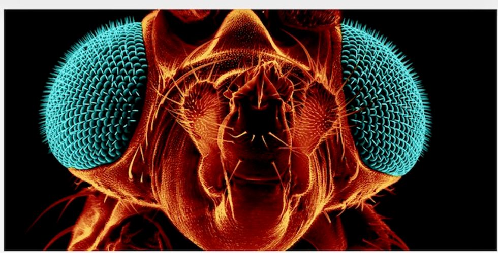 How to kill fruit flies, according to a scientist