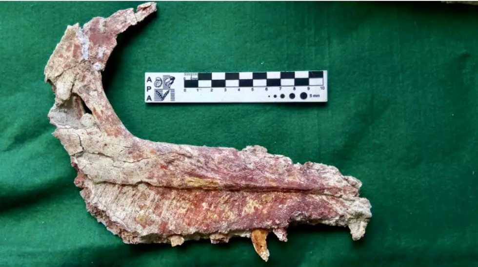 Argentine paleontologists discover small carnivorous dinosaur