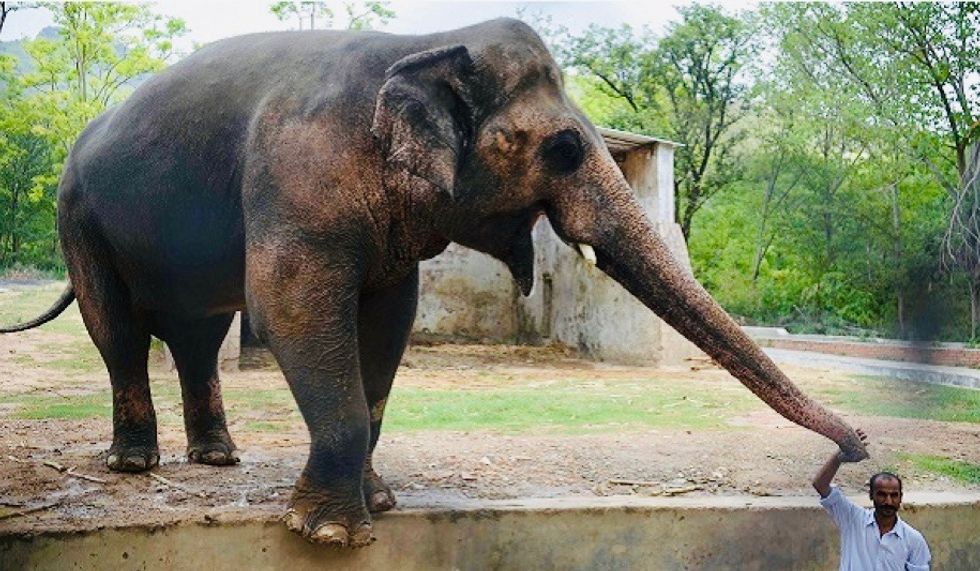 'I have to sit Down': Cher tweets joy as Pakistan agrees to free lonely elephant Kaavan
