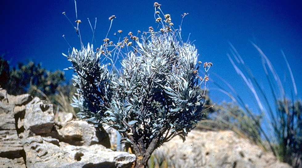 This delicate flower could be stepping stone to energy independence