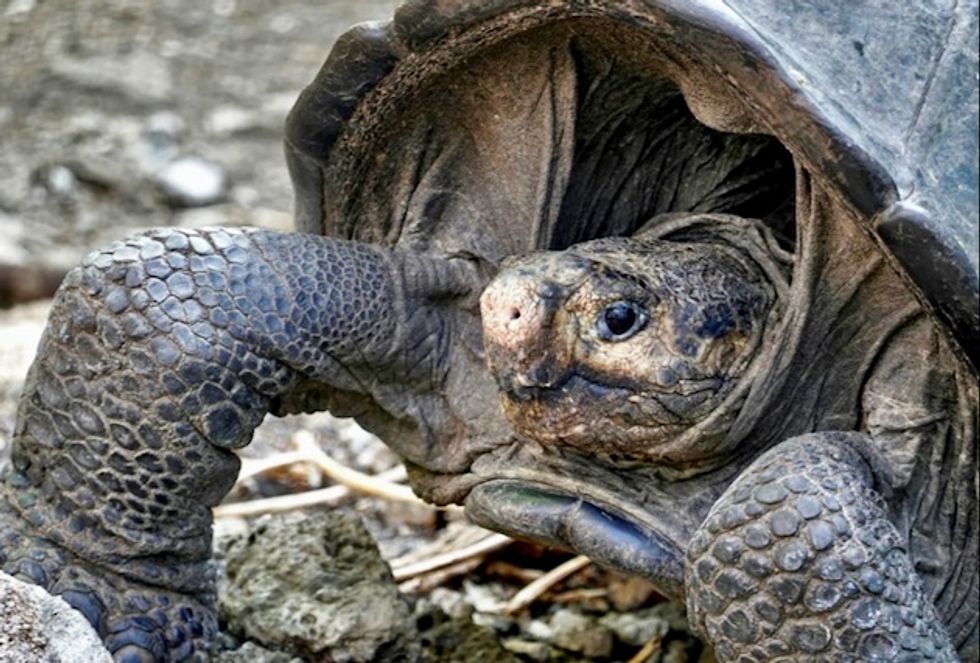 Giant tortoise thought extinct is found on Galapagos