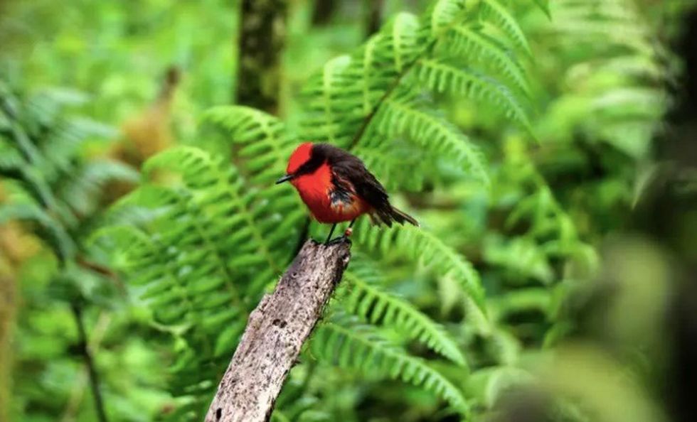 Galapagos welcomes six new 'Darwin's flycatcher' chicks