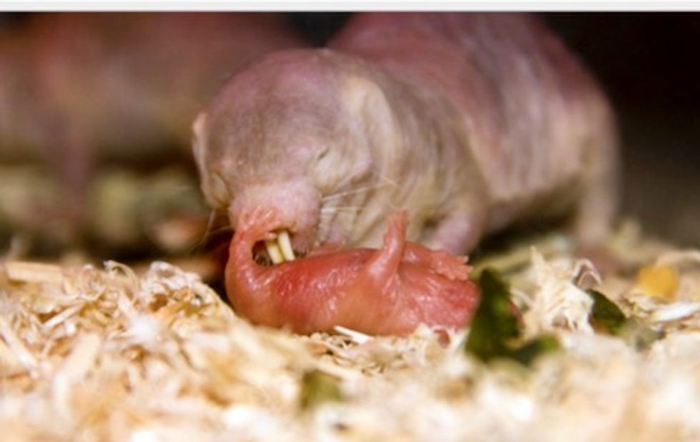 Eating royal poop improves parenting in naked mole-rats