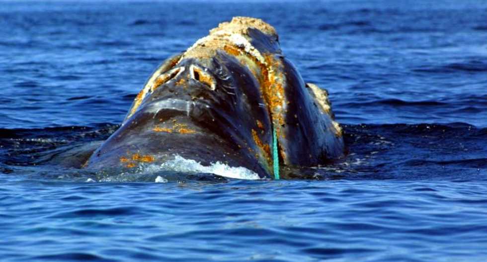 Unusual spike in whale deaths in Canada, US sparks probe