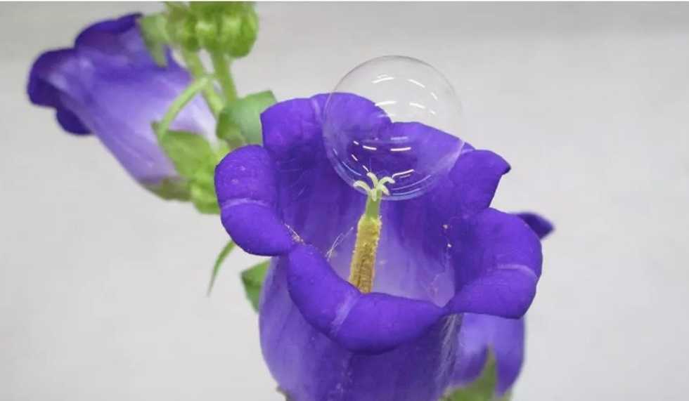 Flying bubble makers could save world from starvation