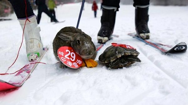 Life imitates fable: Tortoise beats rabbit in China ski competition for pets