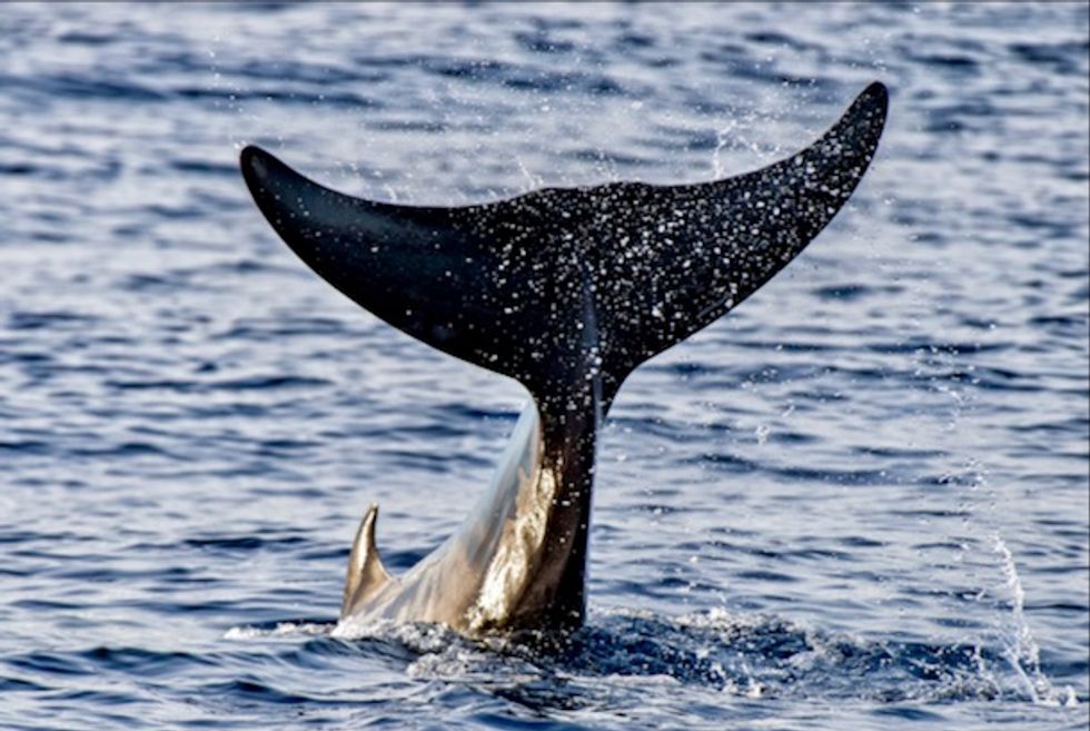 Canada lists three whale species as threatened
