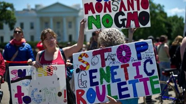 Supreme Court sides with Monsanto in dispute over genetically engineered seeds