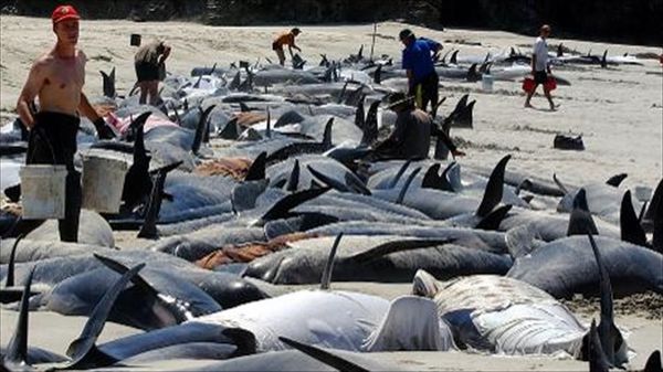New Zealand will euthanize stranded whales found on a remote beach