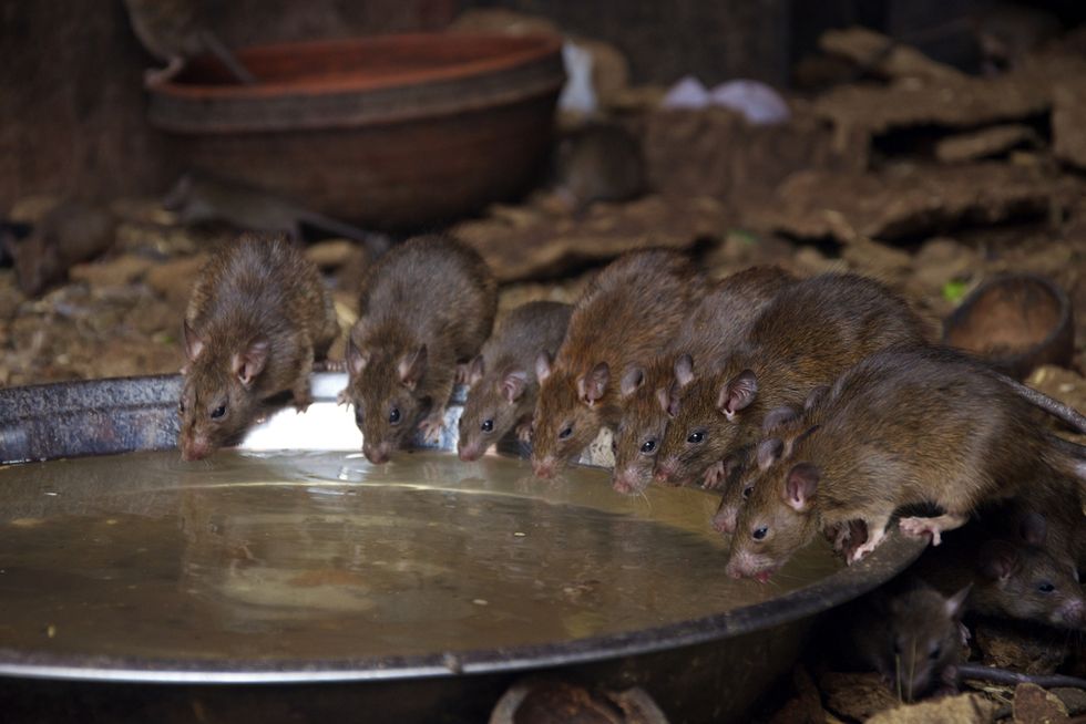 'Ghost' ship laden with diseased, cannibal rats could crash into British coast