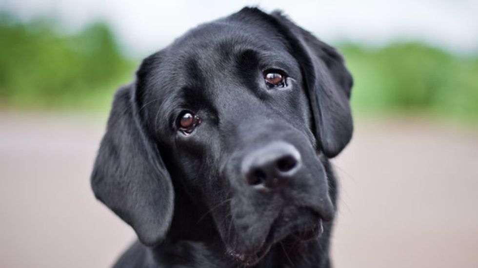 Scientists hope to root out disease in your dog via genetic sequencing