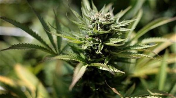 Alaska pot legalization vote pushed back to November, along with minimum wage hike