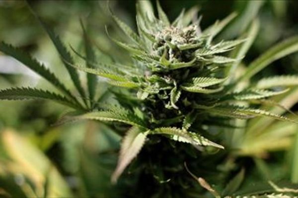 Secret Service confirms marijuana found in White House in 2022: reports