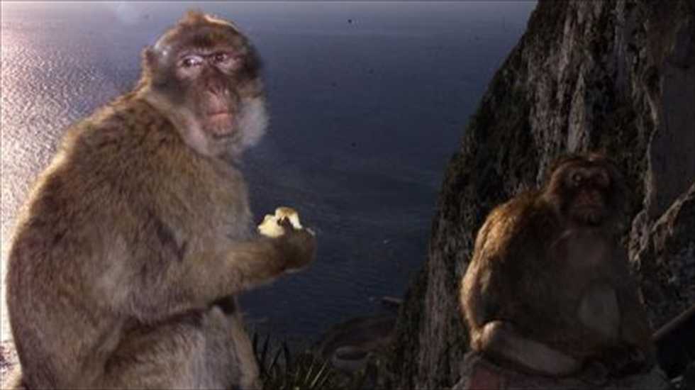 Chinese scientists break key barrier by cloning monkeys