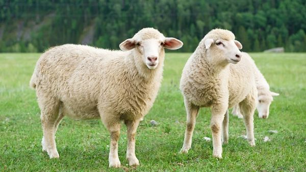 Alabama no longer feeling sheepish about their lack of bestiality laws