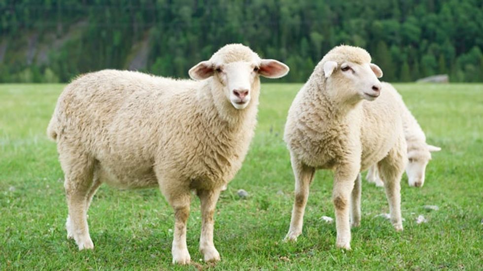 Alabama no longer feeling sheepish about their lack of bestiality laws