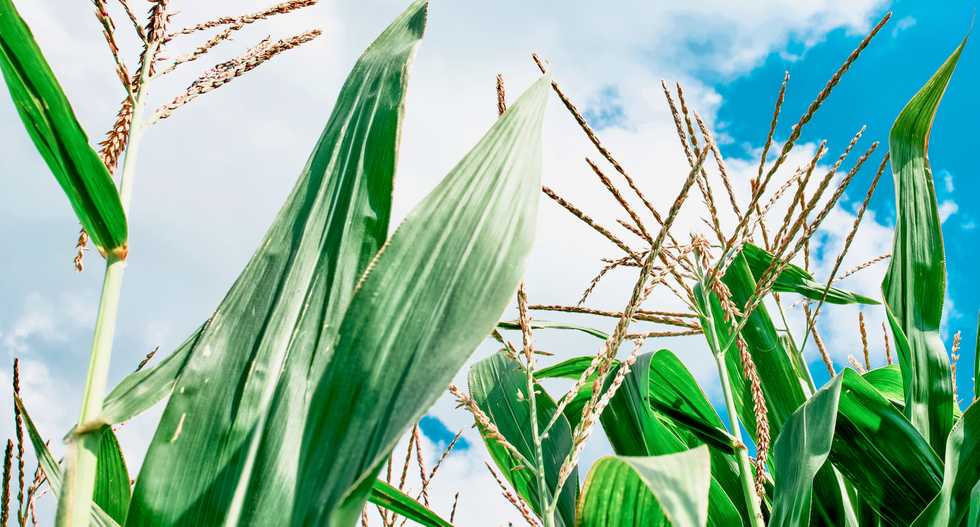 How tiny microbes are revolutionizing big agriculture