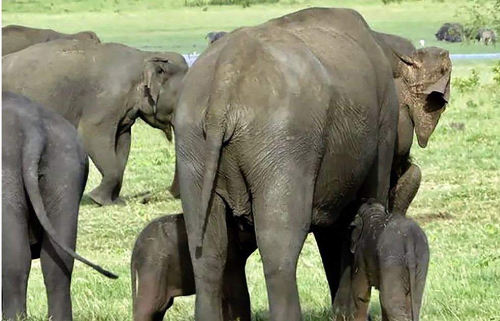 Sri Lanka rangers spot possible rare baby elephant twins