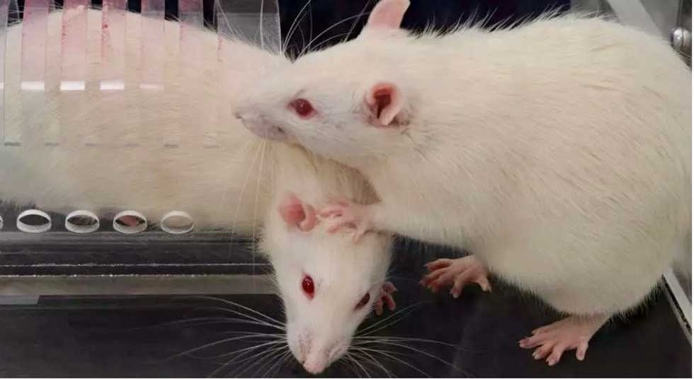 Rat pack: rodents feel peer-pressure to be helpful, says study