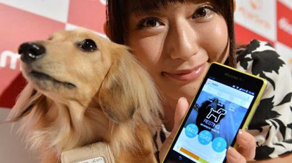 'Smart' high-tech dog collar goes on sale in Japan