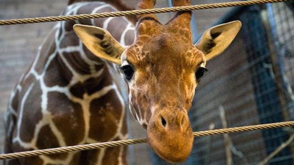 Should scientists name their animal test subjects?