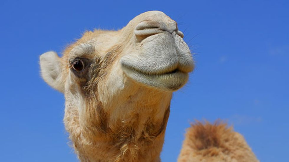 5,000 feral camels culled in drought-hit Australia